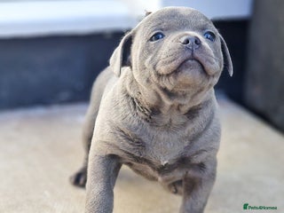 Staffordshire Bull Terrier dogs - Advert 6