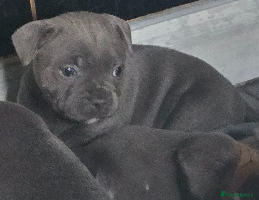 Staffordshire Bull Terrier dogs Stunning KC reg SBT BLUE PUPS - Advert 2