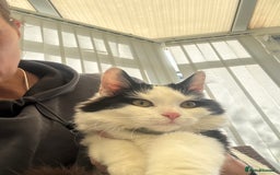 Mixed Breed cats for sale: 2 males 1 female - Image 3