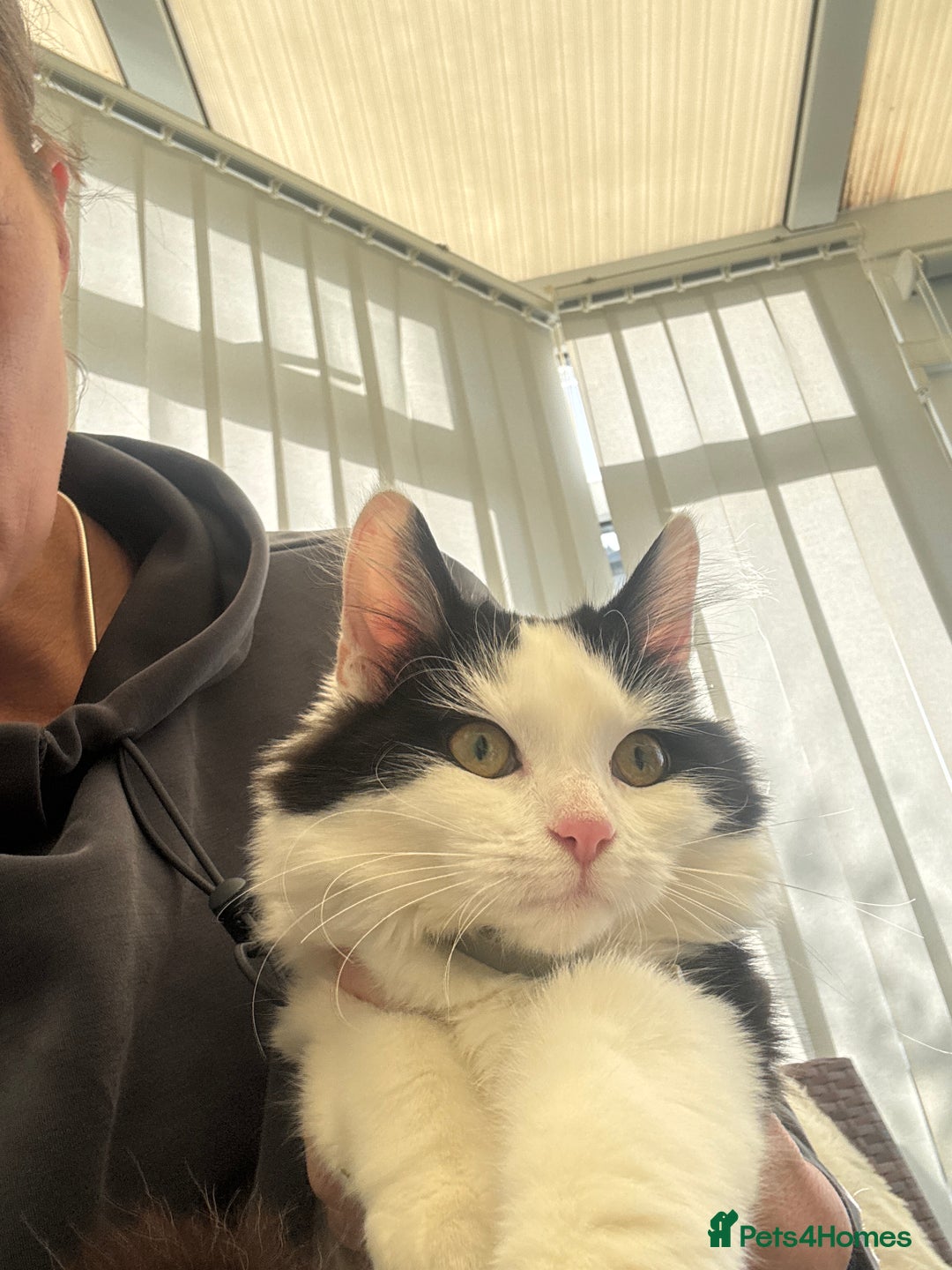 Mixed Breed cats for sale: 2 males 1 female - Image 3