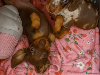 Dachshund dogs - Advert 1