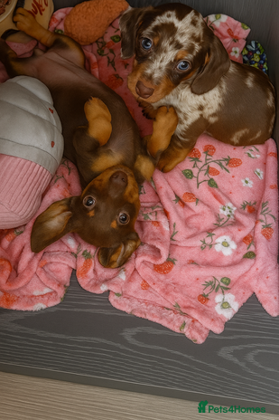 Dachshund dogs - Advert 1