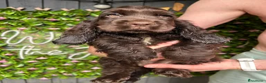 Cocker Spaniel 1