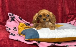 Cavalier King Charles Spaniel dogs for sale: Cavalier king Charles  Ruby's puppy's   - Image 9