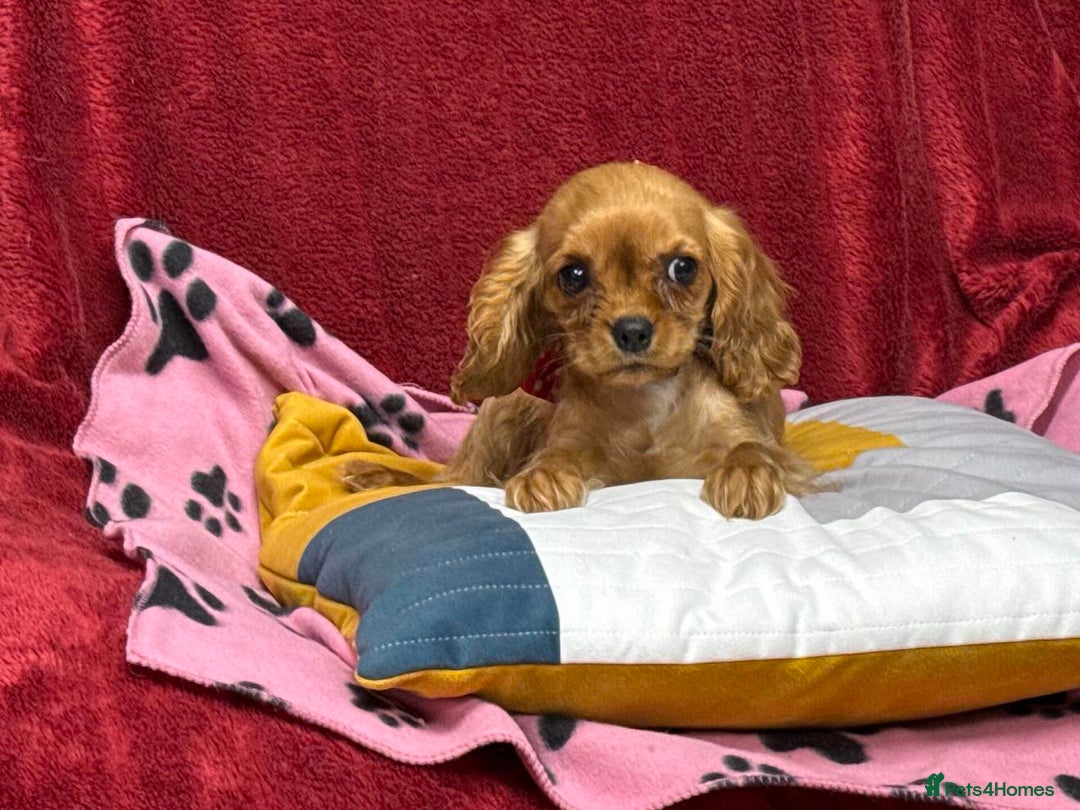 Cavalier King Charles Spaniel dogs for sale: Cavalier king Charles  Ruby's puppy's   - Image 9