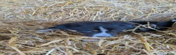 Border Collie dogs for sale: Tri coloured collie pups in Launceston - Advert 2