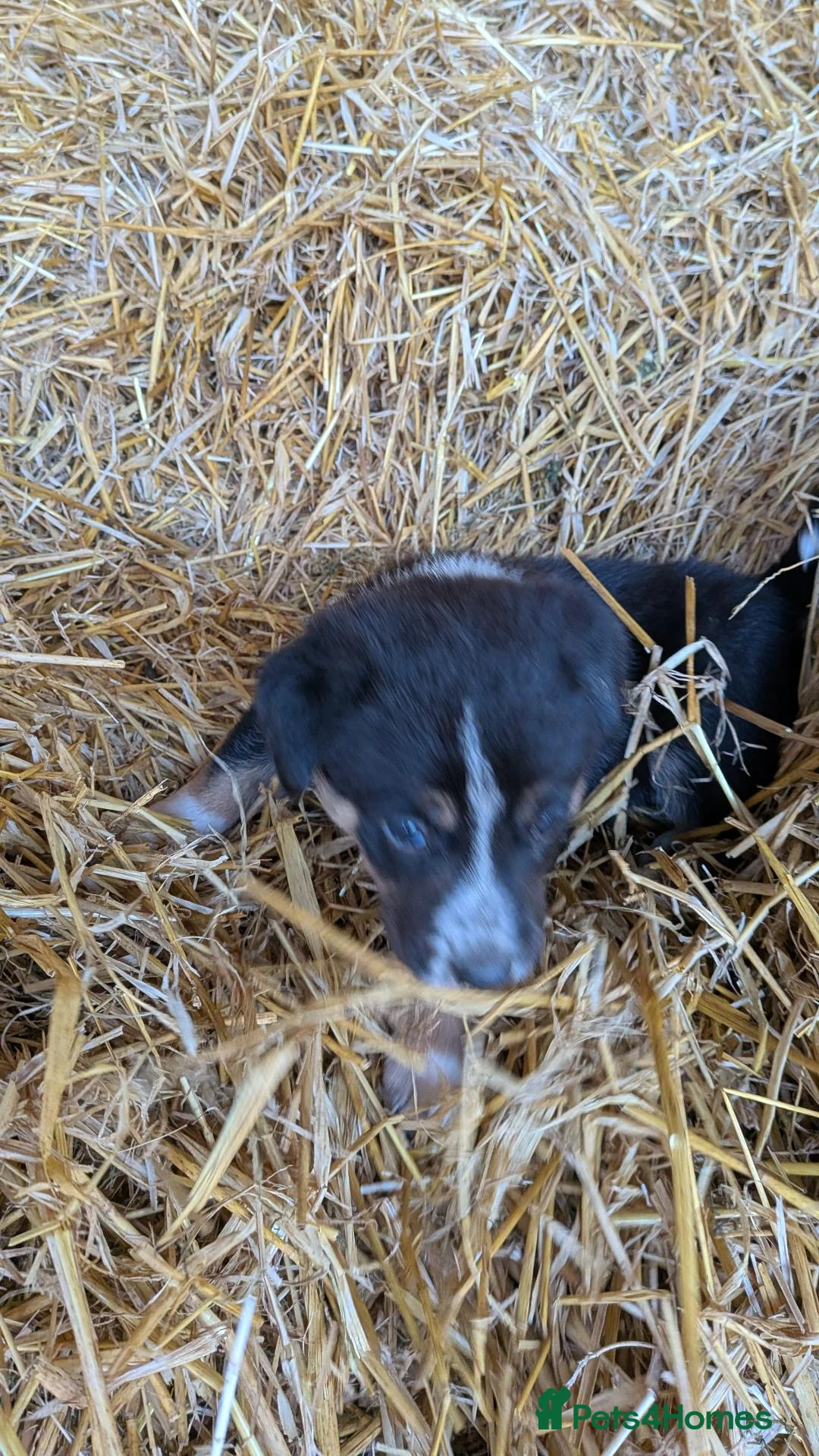 Border Collie dogs for sale: Tri coloured collie pups in Launceston - Advert 2