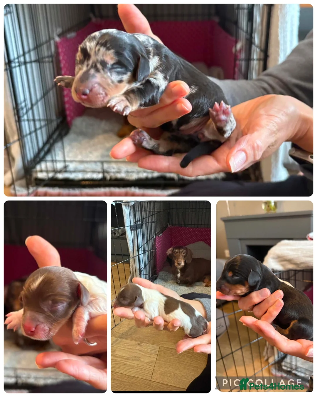 Miniature Dachshund dogs for stud: PRA CLEAR BLUE PIED DAPPLE MINIATURE DACHSHUND - Advert 19