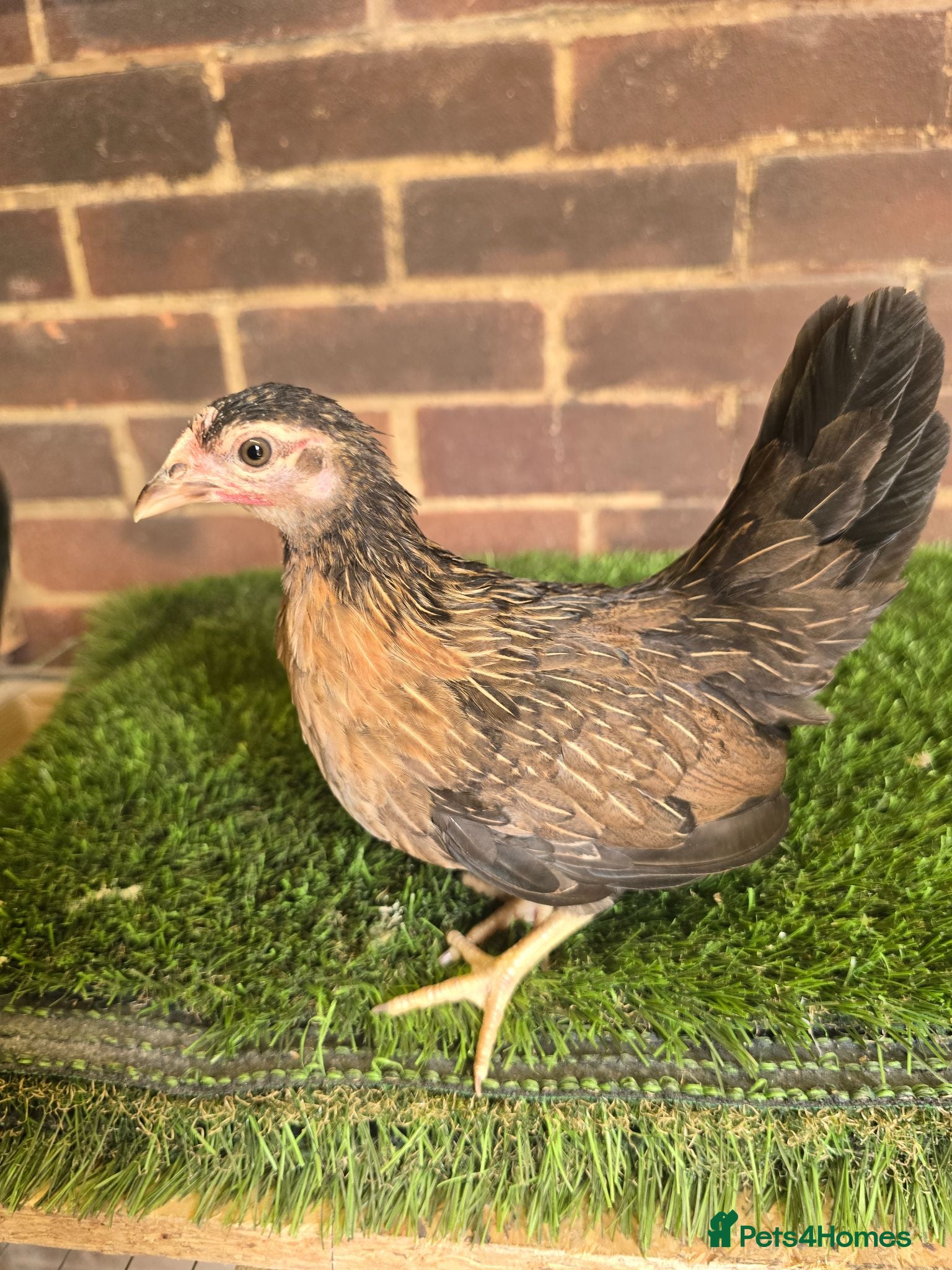 Chickens poultry Serama Pullets  - Advert 18