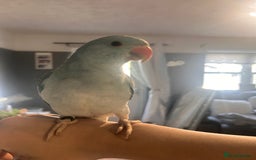 Ringnecks birds for sale: Gorgeous Male HandReared Blue Indian Ringneck £550 - Image 4