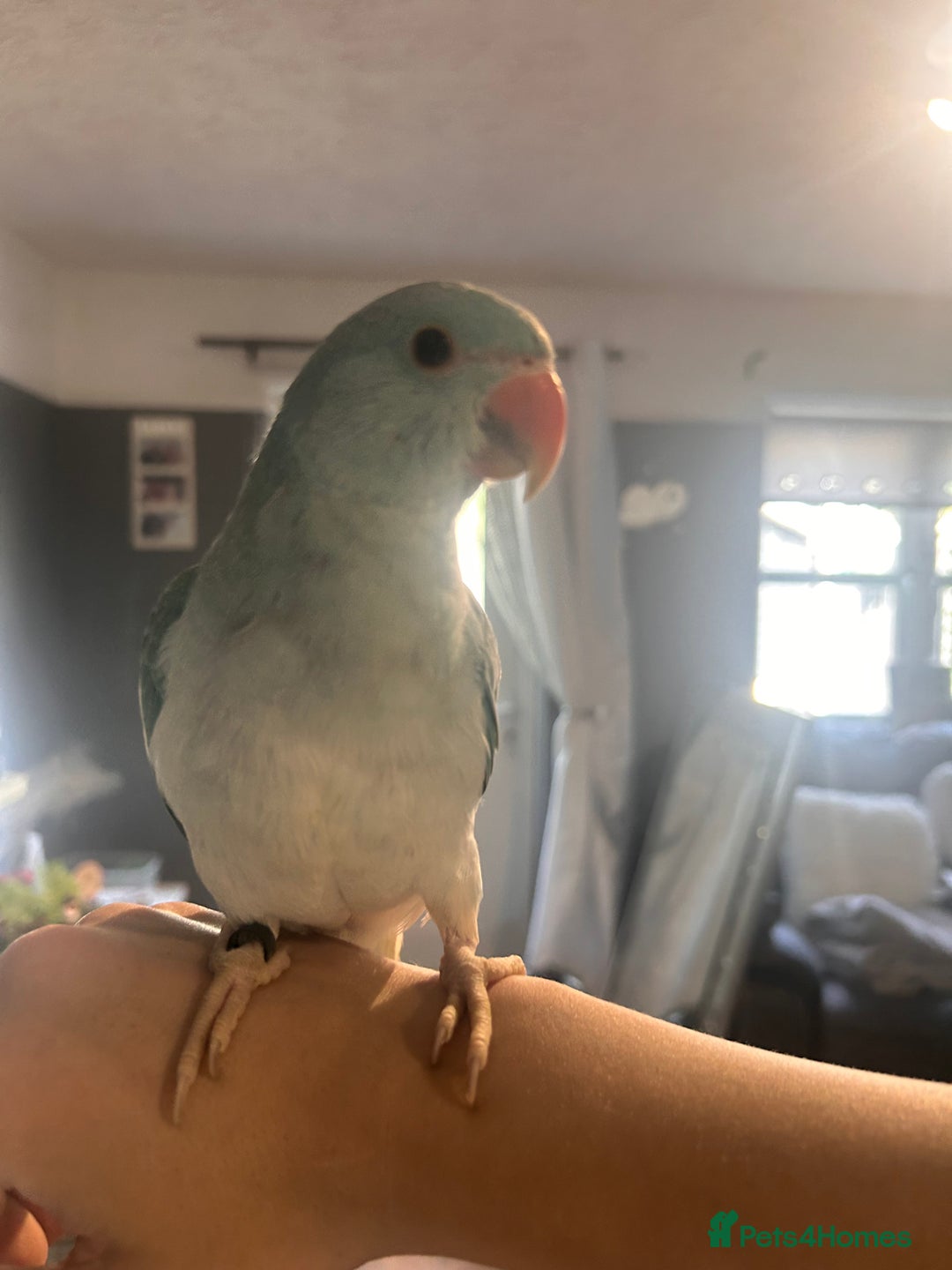 Ringnecks birds for sale: Gorgeous Male HandReared Blue Indian Ringneck £550 - Image 4