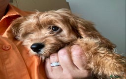 Cavapoo dogs for sale: 🐶🐩STUNNING MINIATURE CAVAPOO PUPPIES🐩🐶 - Image 1