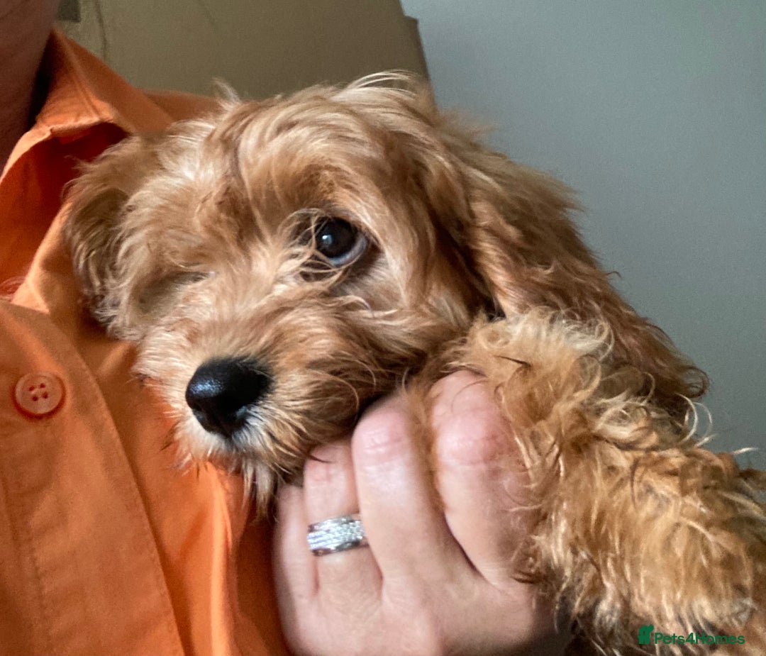 Cavapoo dogs for sale: 🐶🐩STUNNING MINIATURE CAVAPOO PUPPIES🐩🐶 - Image 1