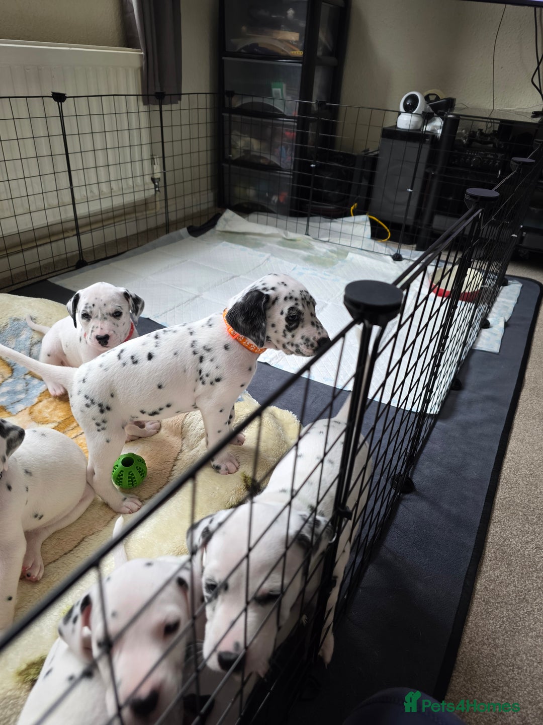 Dalmatian dogs for sale: 100% Dalmatian - Image 5