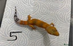 Leopard Gecko reptiles for sale: Baby Tangerine and Mack snow leopard geckos - Image 3