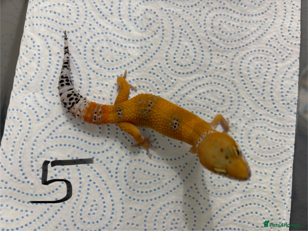 Leopard Gecko reptiles for sale: Baby Tangerine and Mack snow leopard geckos - Image 3