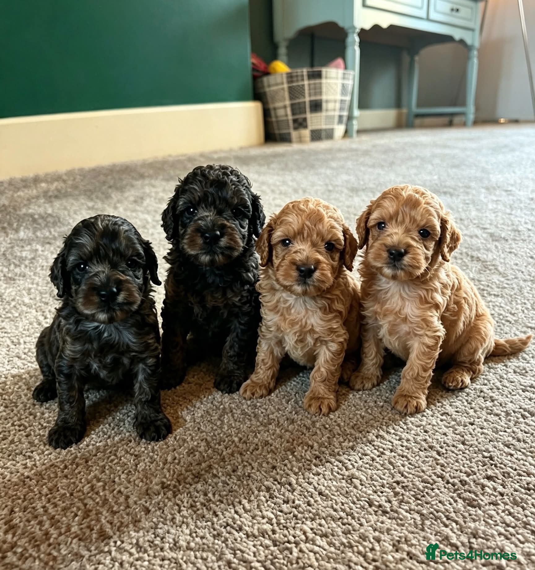 Cockapoo dogs Rare Cockapoo Puppies - Advert 12