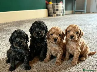 Cockapoo dogs Rare Cockapoo Puppies - Advert 1