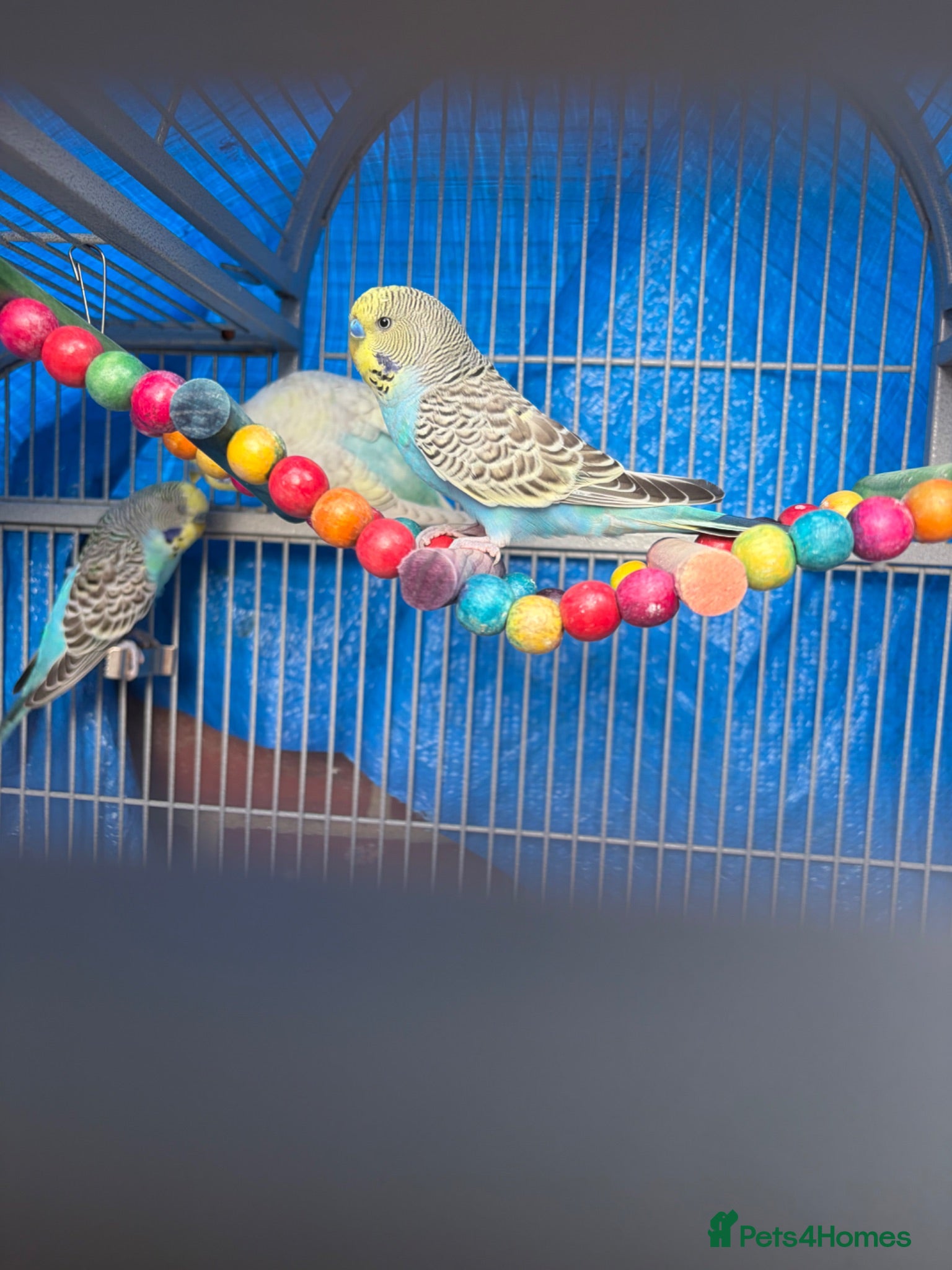 Budgerigars birds Rainbow budgies - Advert 1