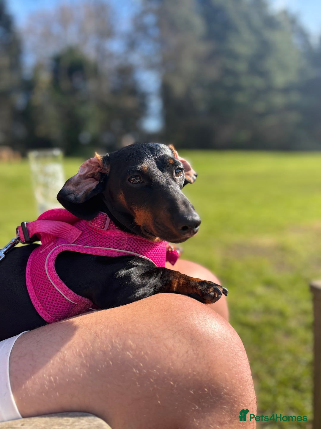 Miniature Dachshund dogs for sale: Coco needs a new home🩷🏡 - Image 3