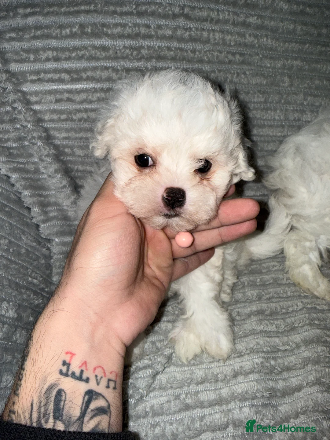 Bichon Frise dogs for sale: 2little bichon frise looking for a new home❤️🩷💚 - Advert 9