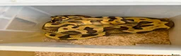 Python Snake reptiles for sale: Royal pythons  - Advert 18
