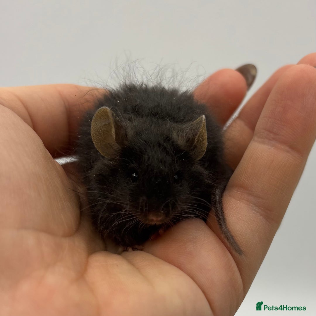 Mouse rodents for sale: Black Texel Male  - Image 3