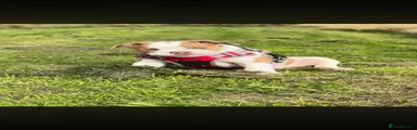Olde English Bulldogge 1