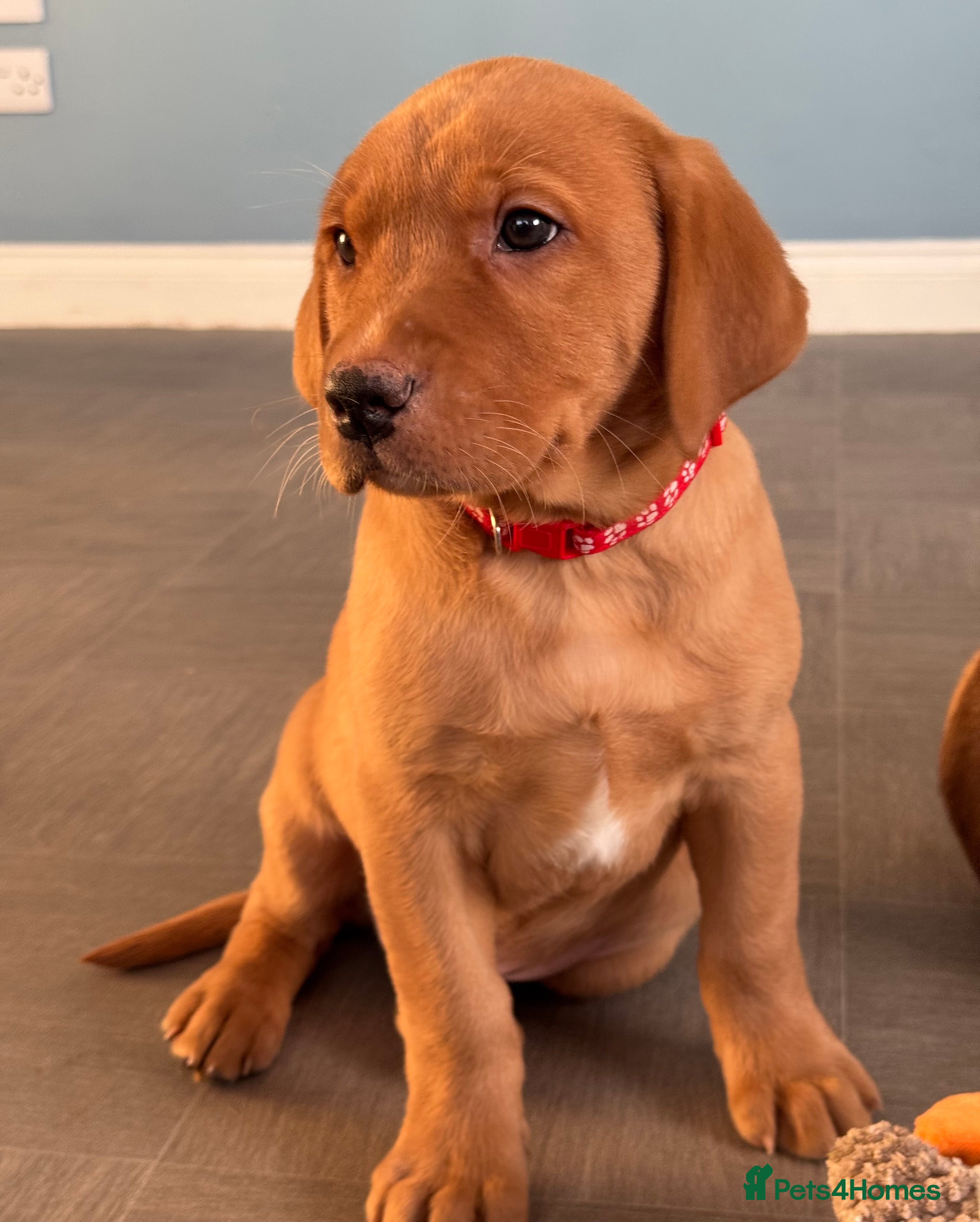 Labrador Retriever dogs Amazing KC Labradors fully health tested parents  - Advert 10