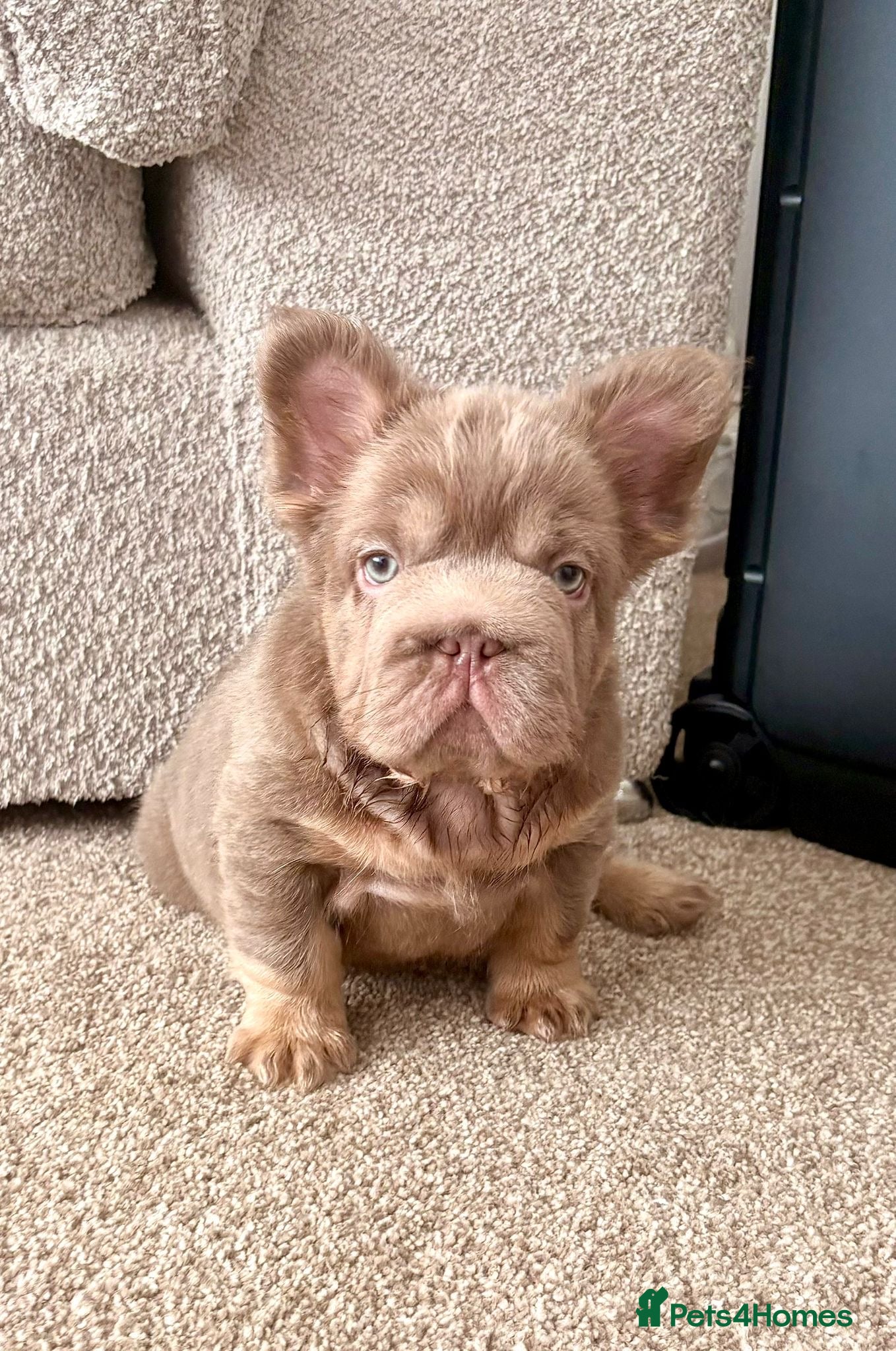 French Bulldog dogs MASSIVELY REDUCED!!READY TO LEAVE-french bulldogs - Advert 1