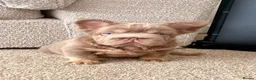 French Bulldog dogs for sale:  MASSIVELY REDUCED AGAIN!!READY TO LEAVE-frenchies - Advert 1