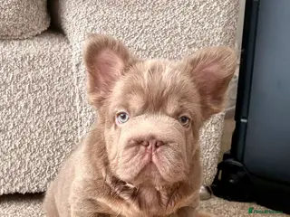 French Bulldog dogs MASSIVELY REDUCED AGAIN!!READY TO LEAVE-frenchies - Advert 1