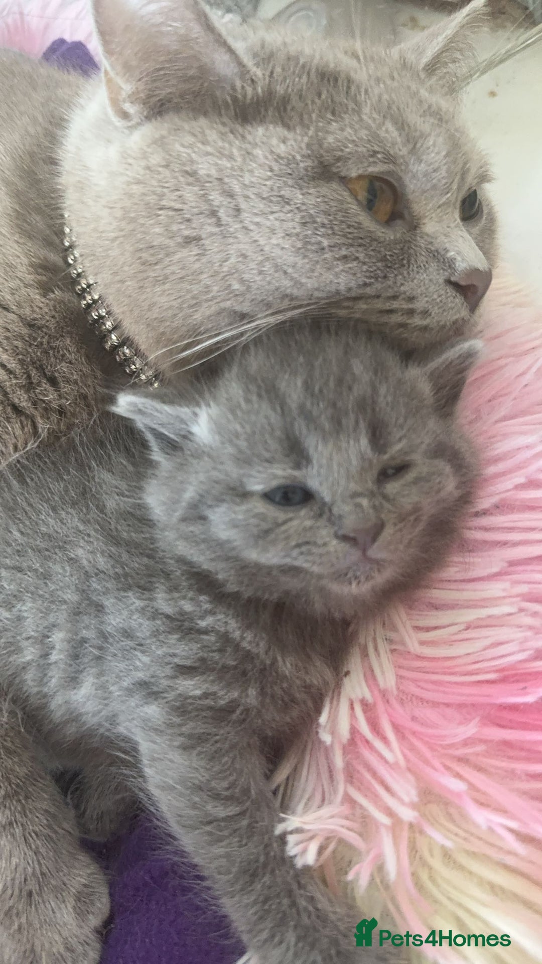 British Shorthair cats for sale: Beautiful Lilac & Black British shorthair kittens - Advert 2