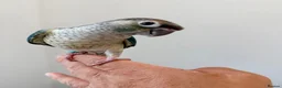Conures birds for sale: HAND REARED TAME BABY CONURES  - Advert 17