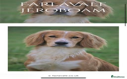 Cocker Spaniel dogs for sale: Working Cocker Spaniel puppies - Image 12