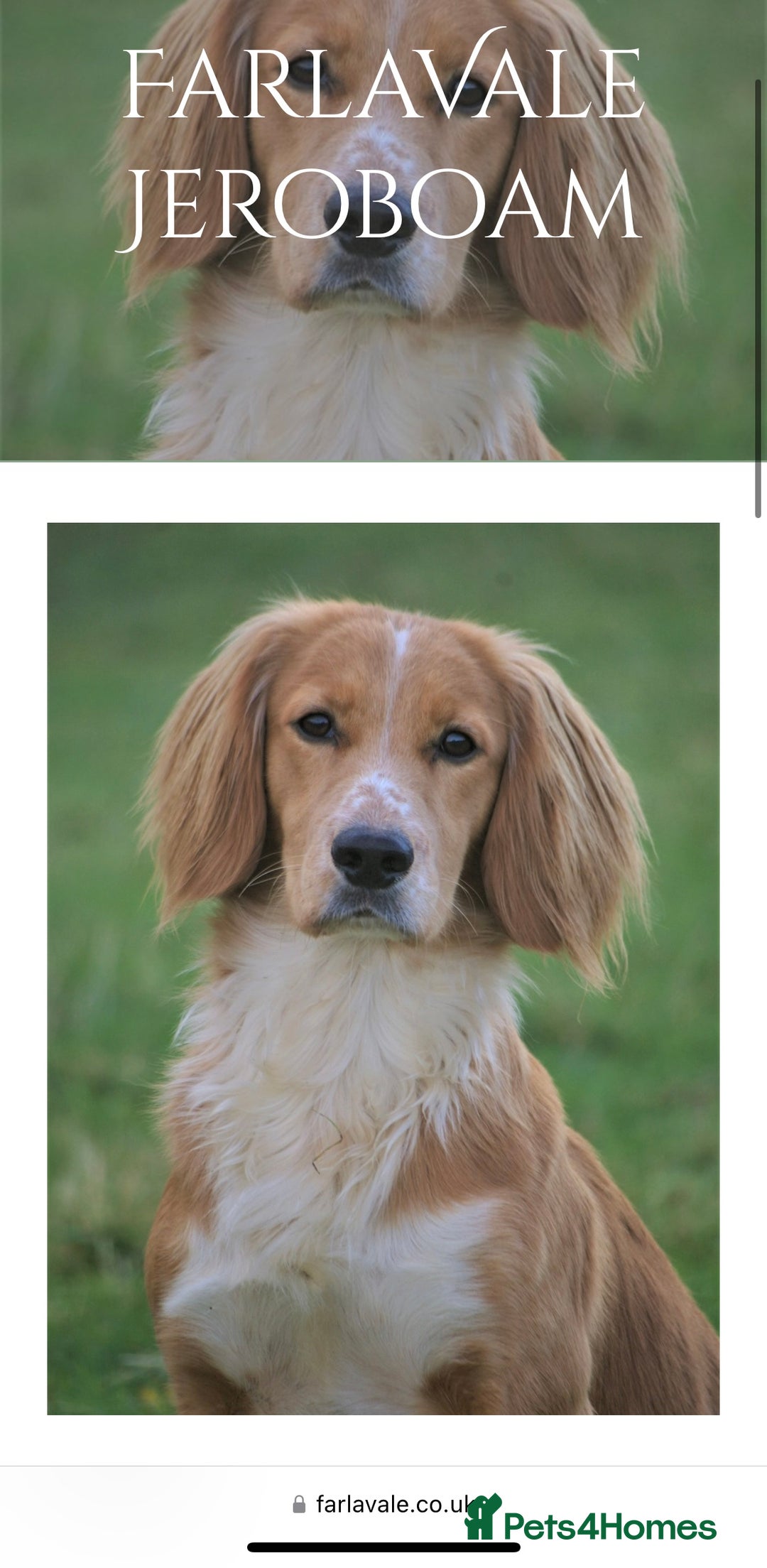 Cocker Spaniel dogs for sale: Working Cocker Spaniel puppies - Image 12