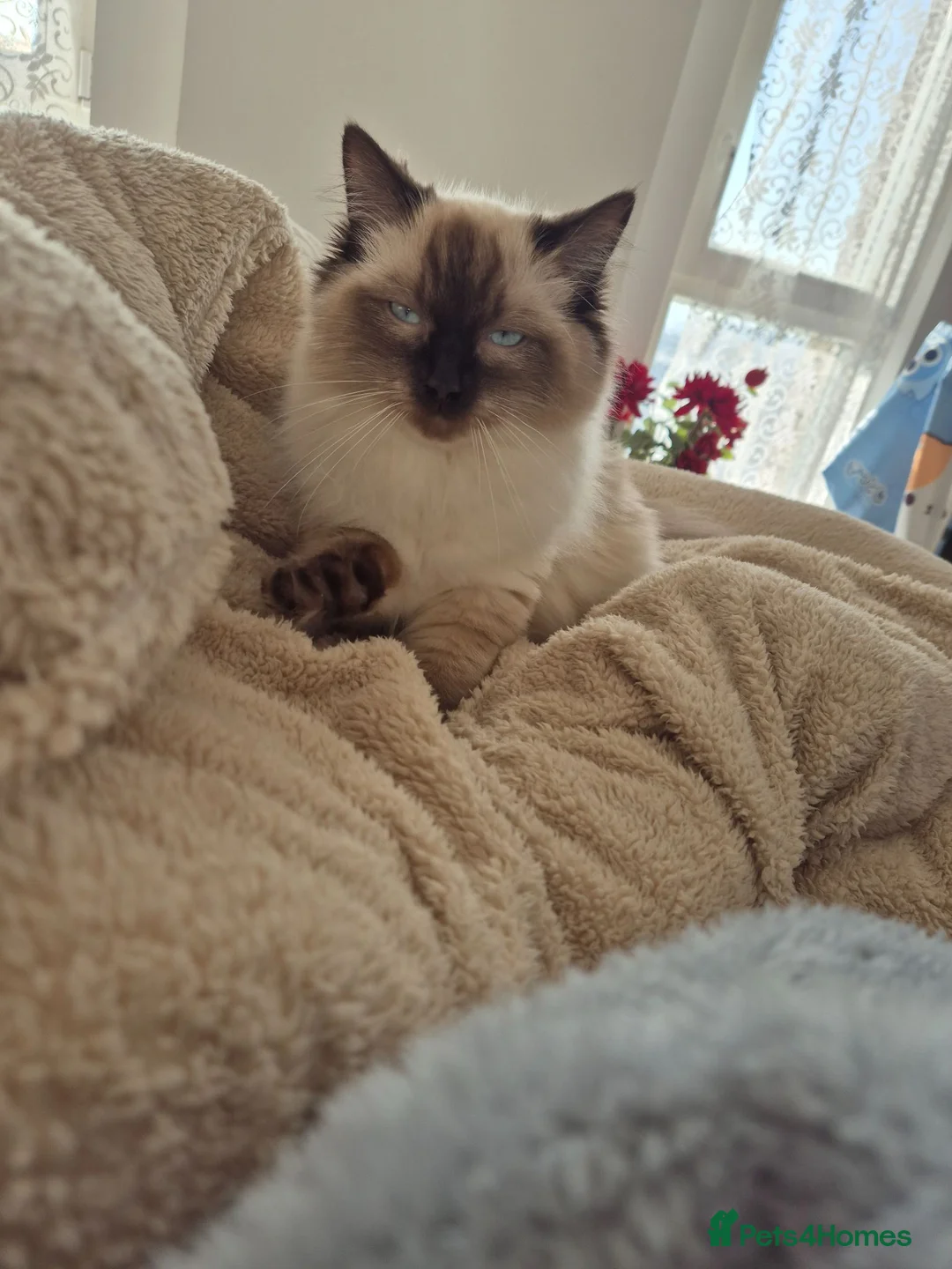 Ragdoll cats for sale: 4 beautiful Ragdolls left  - Advert 15