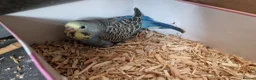 Budgerigars birds for sale: 4 blue chicks and 1 adult male  - Advert 26