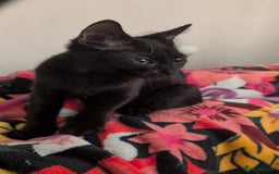 British Shorthair cats for sale: Male and Female Kittens needing forever home  - Image 1