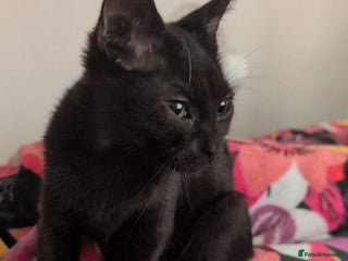 British Shorthair cats - Advert 7