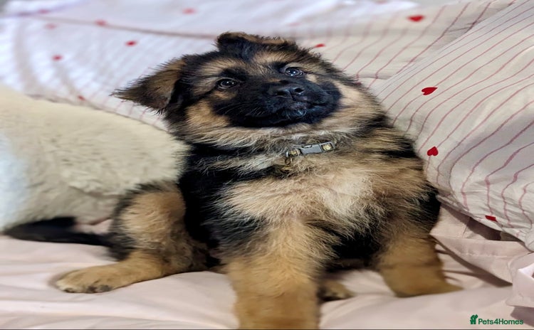 German Shepherd dogs - Advert 1