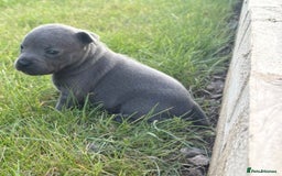 Staffordshire Bull Terrier dogs for sale: Beautiful staffordshire bull terrier puppies  - Image 6