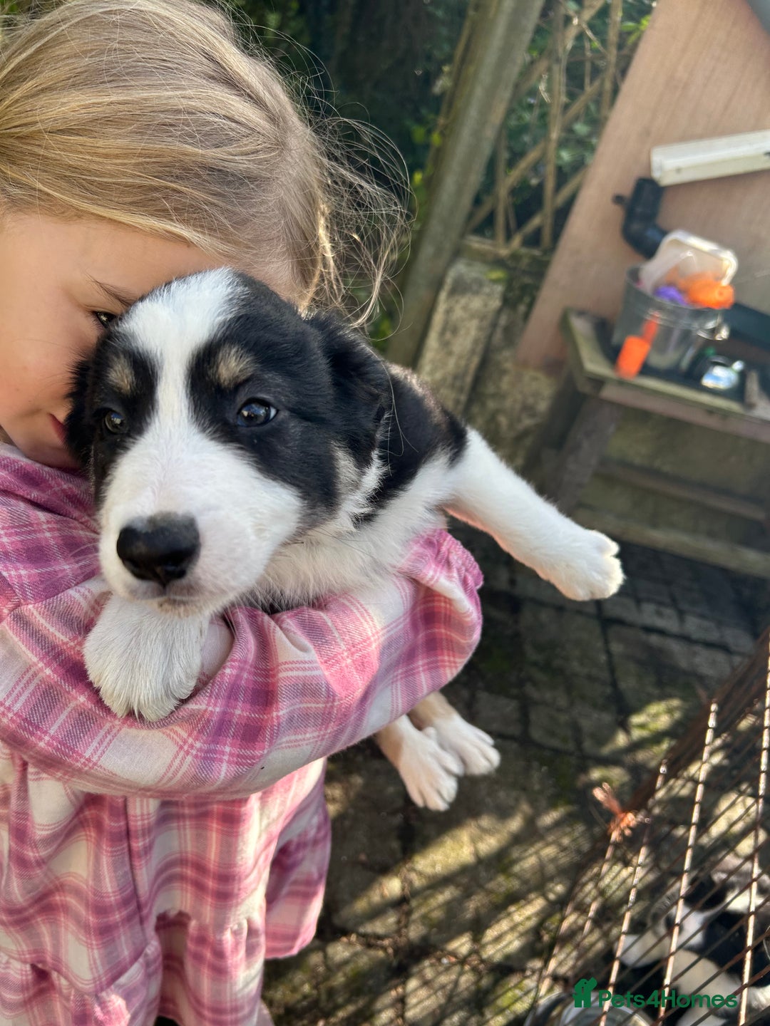Border Collie dogs for sale: Border collie.  - Image 2