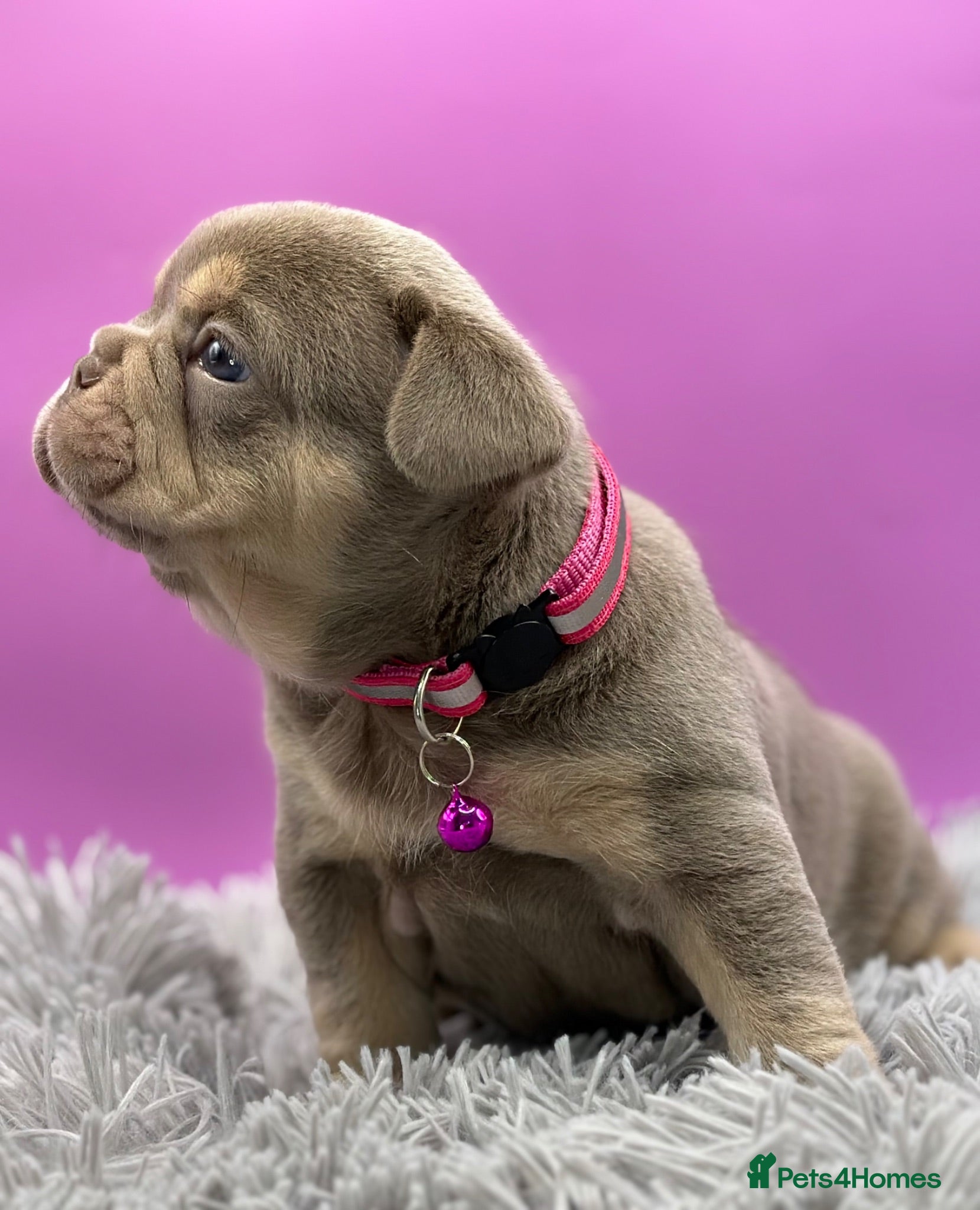 French Bulldog dogs KC French bulldog puppies highly healthed parents - Advert 1
