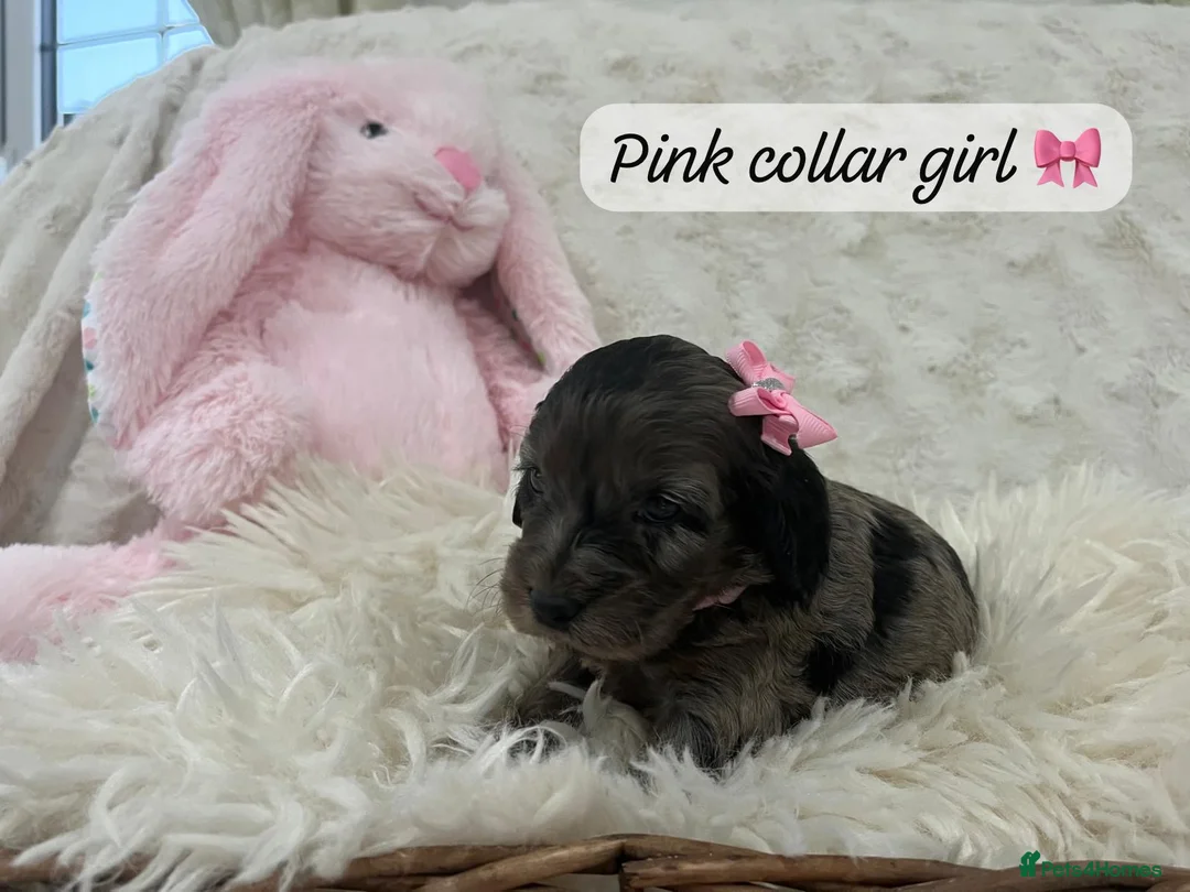 Cockapoo dogs for sale: Beautiful F1 Cockapoo Puppies 5 Girls 4 Boys - Advert 2