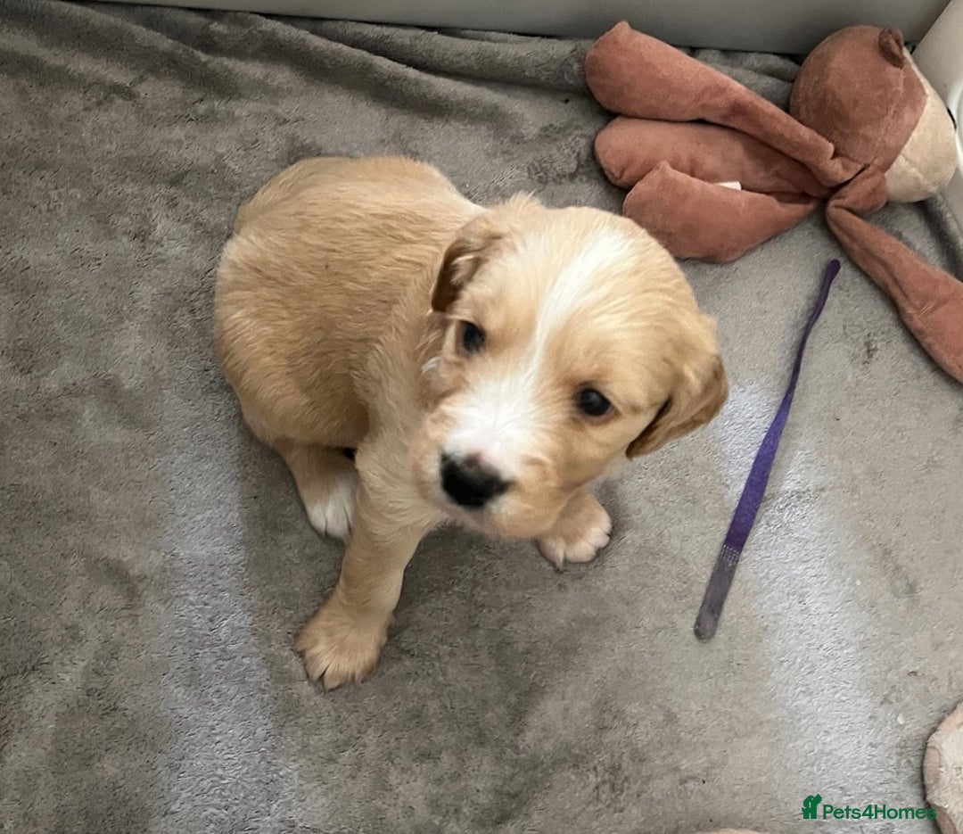 Mixed Breed dogs for sale: Beautiful Golden Cockapoo Retrieve puppies - Image 7