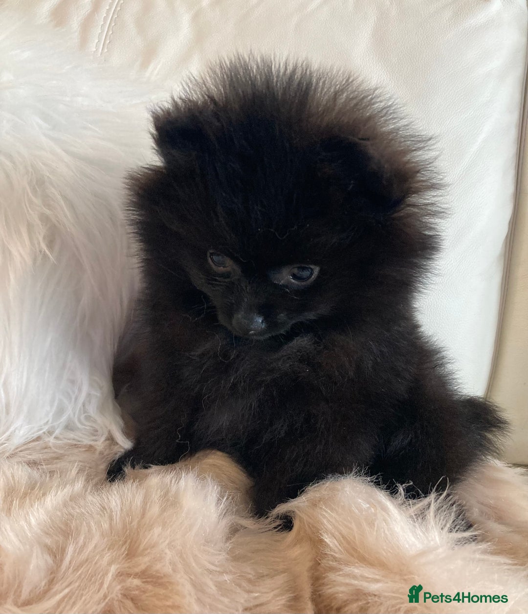 Pomeranian dogs for sale: READY NOW OUTSTANDING KC FEMALE AVALIBLE - Image 2