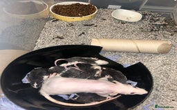 Rat rodents for sale: Baby Rex dumbo rats  - Image 5