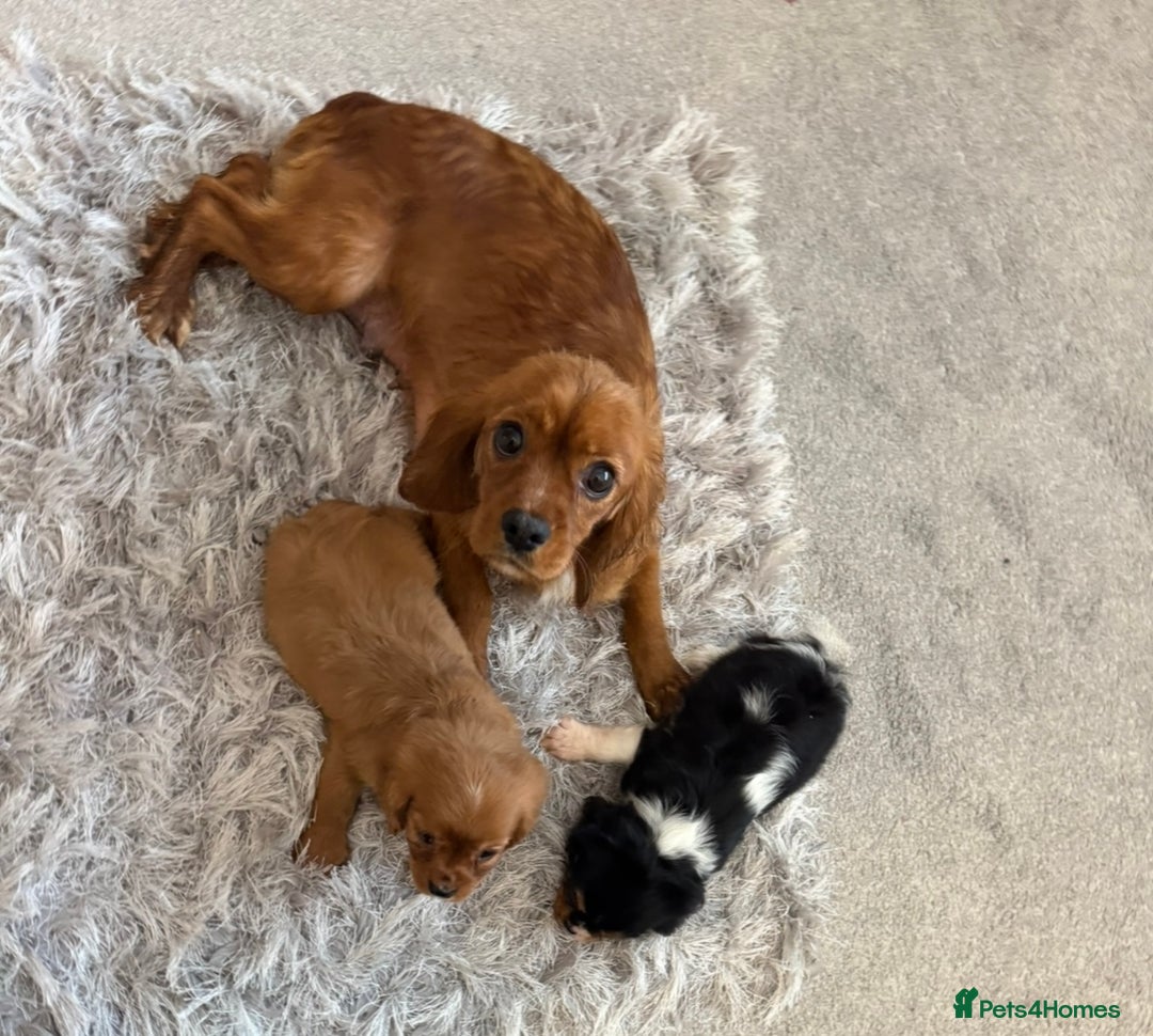 Cavalier King Charles Spaniel dogs for sale: Health tested cavalier King Charles  - Advert 8