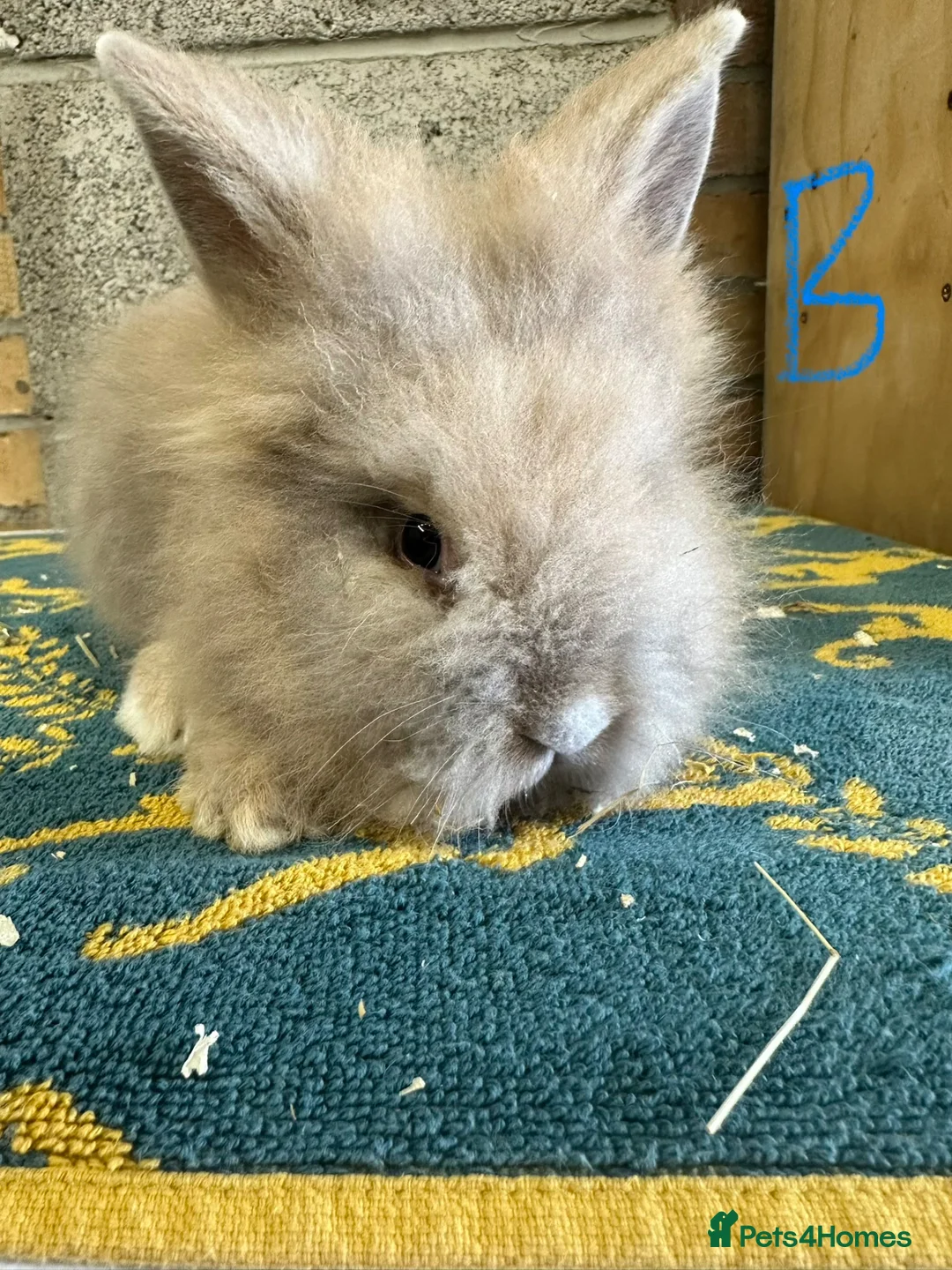 Lionhead rabbits for sale: Lionhead Rabbits For Sale  - Advert 8